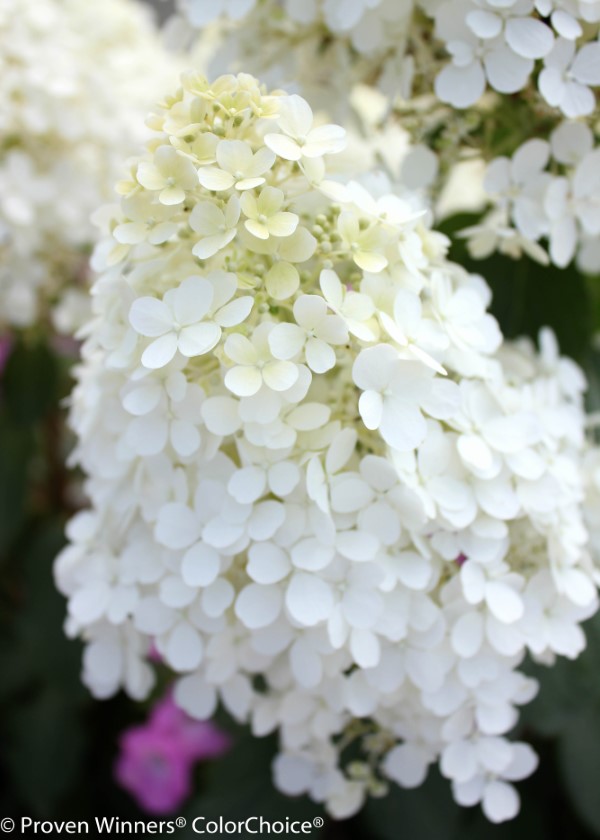 Bobo® Dwarf Panicle Hydrangea 4h Or Less Small Shrubs Almost Eden